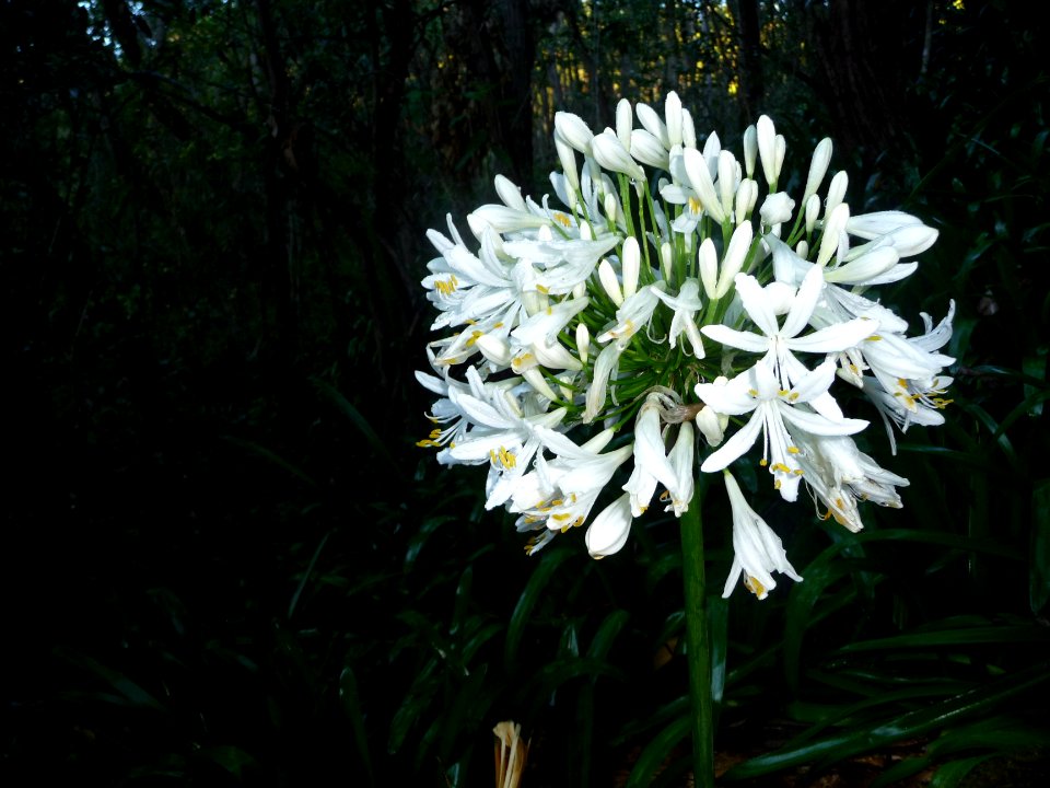 Lis du Nil ou Agapanthe, Aganpanthus, Liliacées 