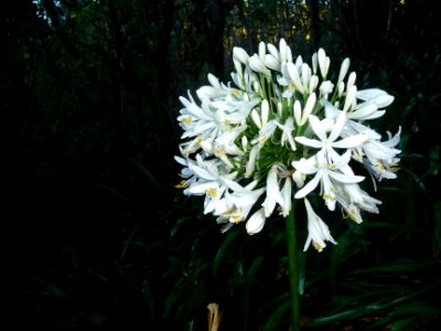 Lis du Nil ou Agapanthe, Aganpanthus, Liliacées 
