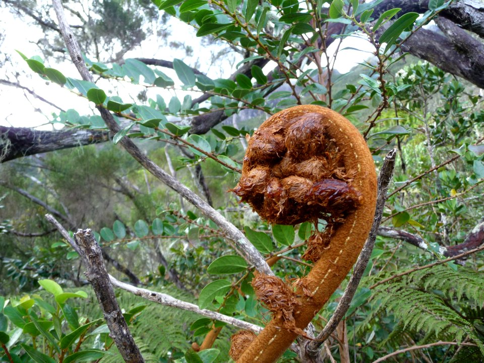 Crosse enroulée du Fanjan femelle, Cyathea glauca, Cyathéa… 