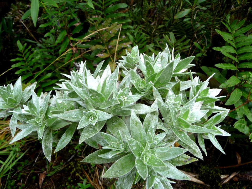 Velours blanc, Helichrysum heliotropifolium, Asteracées 