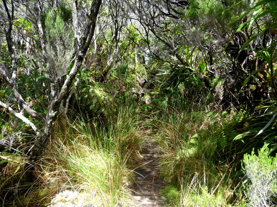 Fouillis végétal 