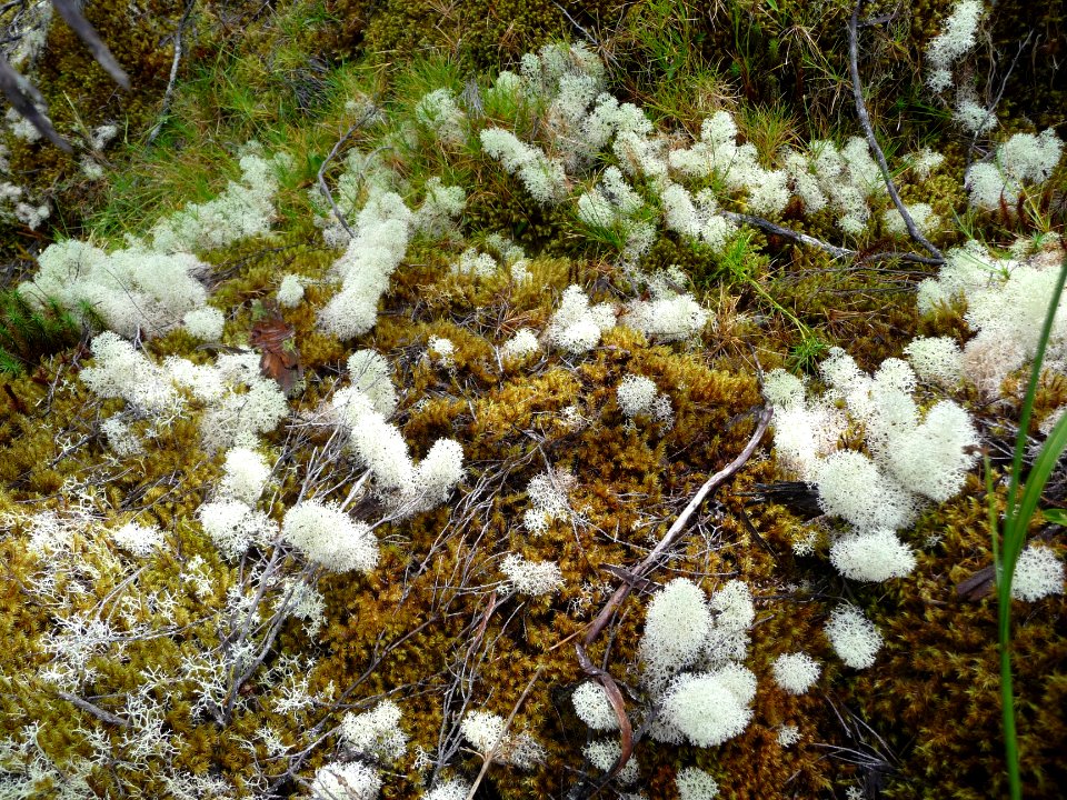 Lichens blancs en boule 