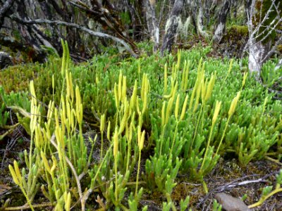 Lycopode, Lycopodium clavatum, Lycopodiacées 