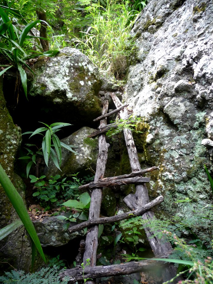 Une échelle de bois d'antan, toute tordue et prise dans le… 