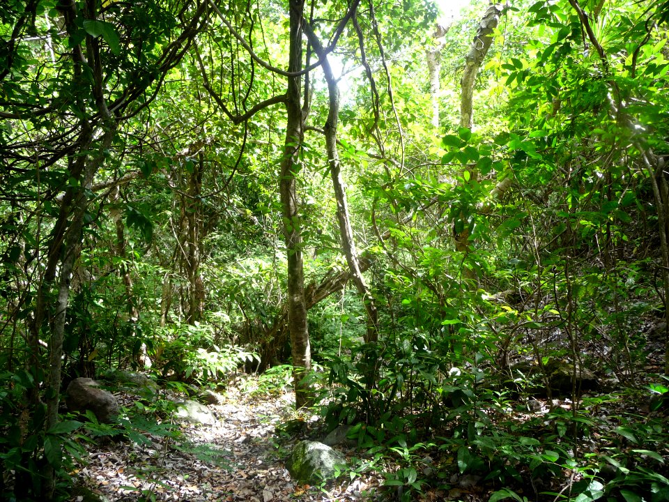 Passage dans un sous-bois plus sec 