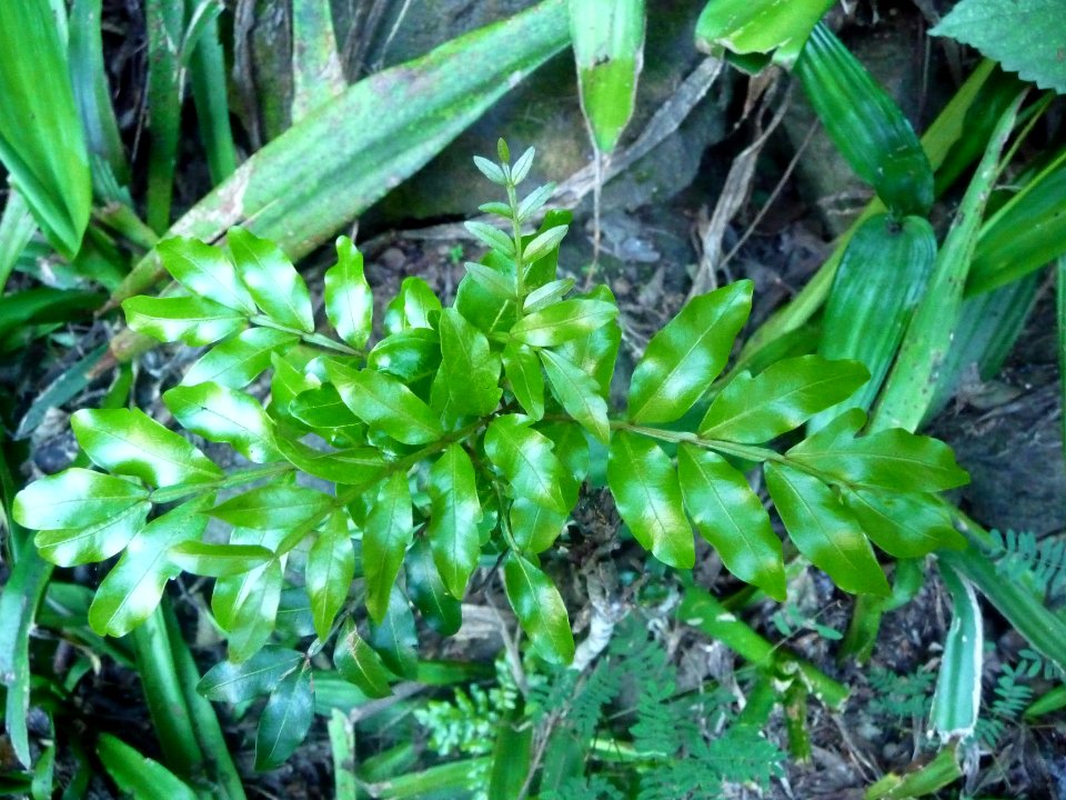 Des feuilles d'un beau vert luisant 