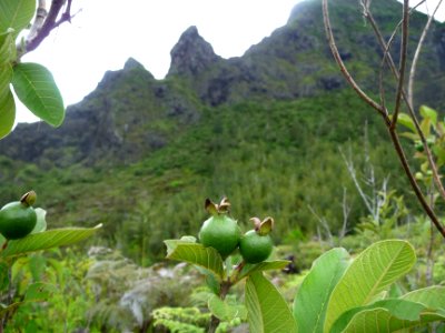 Fruits verts du Goyavier commun, Psidium guajava, Myrtacée… 