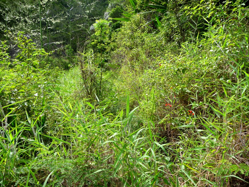 Le sentier disparaît dans un fouillis végétal 