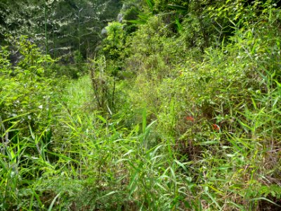 Le sentier disparaît dans un fouillis végétal 