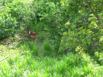 Deux vaches paissent tranquillement à l'ombre, au milieu d… 