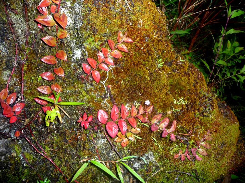 Mousses et feuilles rouges 