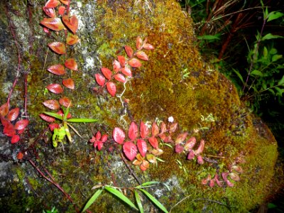 Mousses et feuilles rouges 