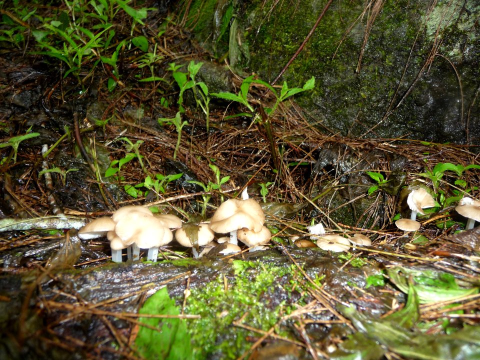 Champignons 
