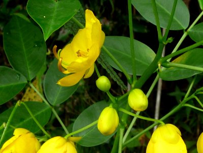 Senné, Senna * floribunda, Fabacées. Espèce envahissante à… 