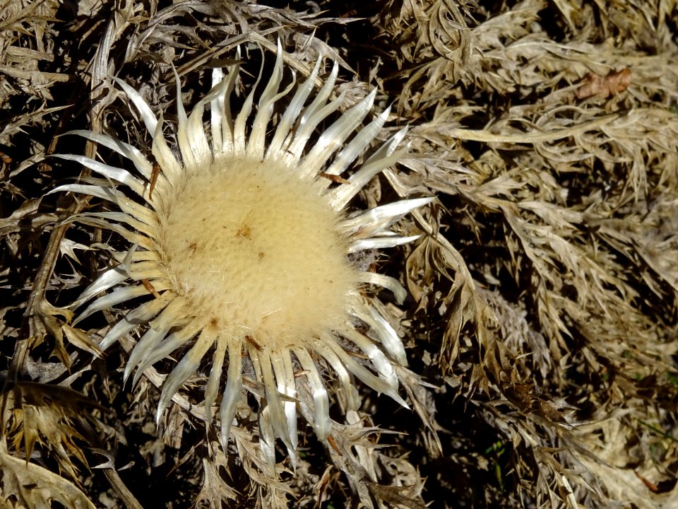 Carline acaule, Carlina acaulis, Astéracées 