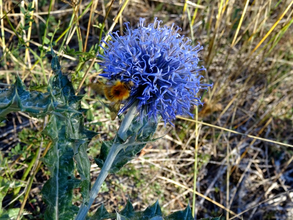 Azurite ou oursin bleu, Echinops ritro, Astéracées 