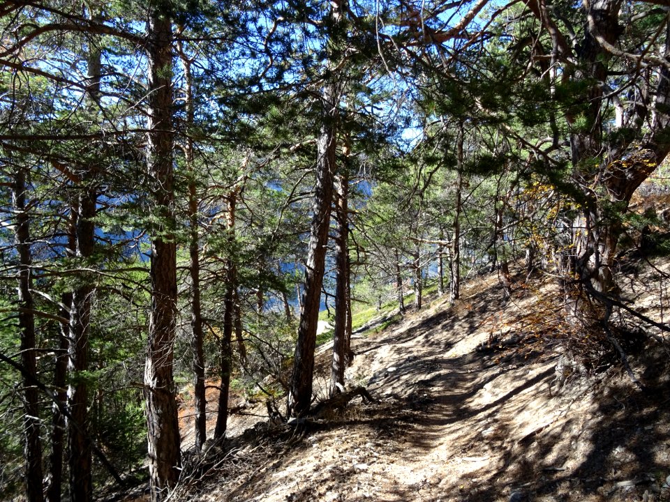 Sentier à l'ombre des pins 