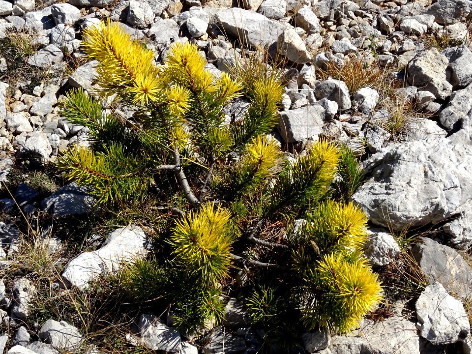 Pin nain vert et jaune 
