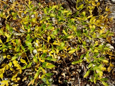 Plante rampante aux feuilles vertes jaunissant 