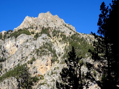 Le Gros Puy et silhouettes de pins 