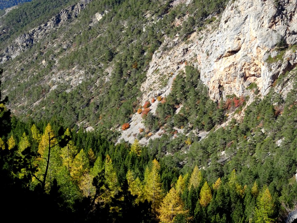 Ravins, mélèzes et pierriers 