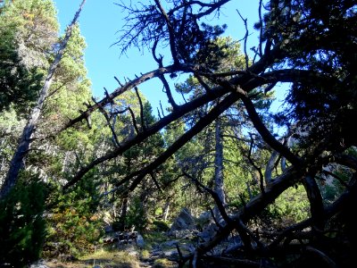 Troncs de pins morts et renversés photo