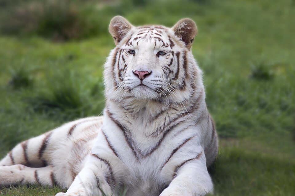 Animal wildlife cat