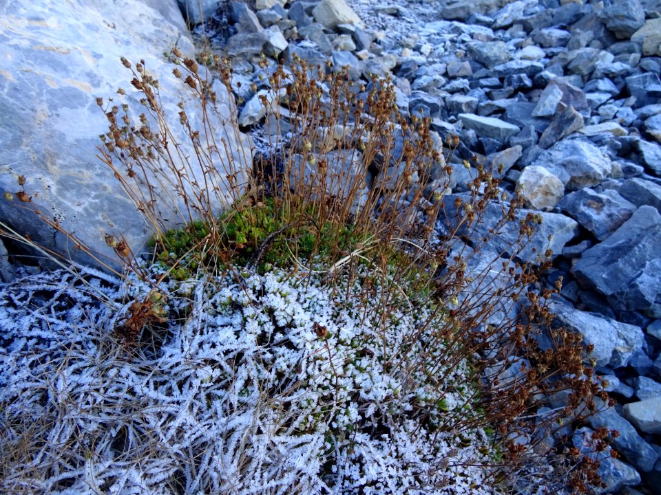 Cristaux de glace 
