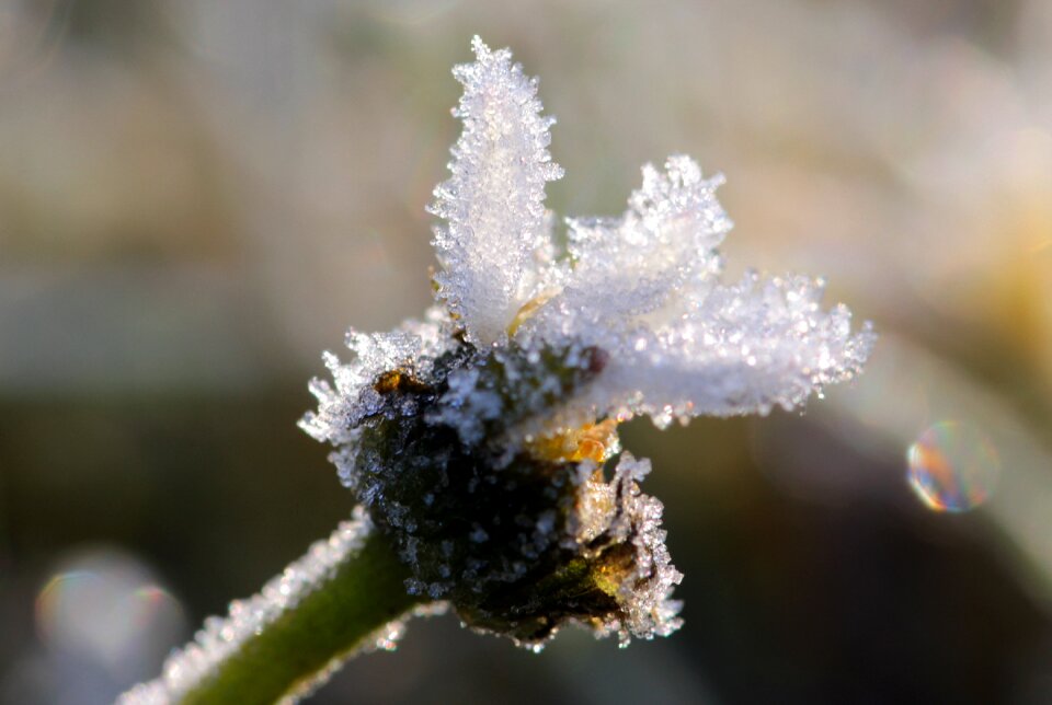 Frost eiskristalle spring