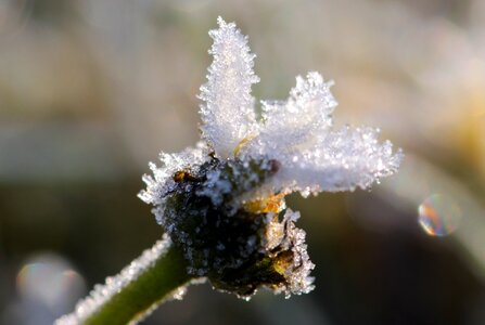 Frost eiskristalle spring photo