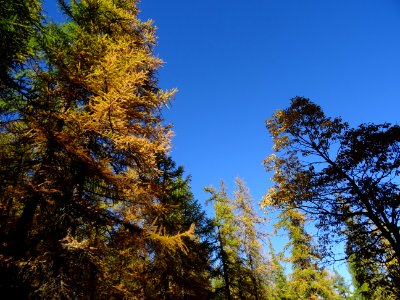 Mélèzes dans la lumière automnale 