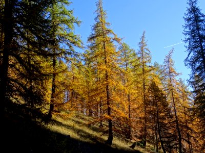 Mélèzes dans la lumière automnale 