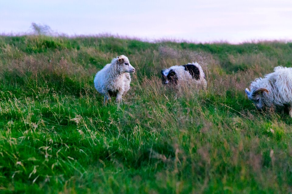 Group pasture outdoors