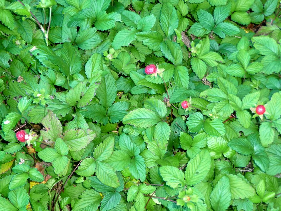 Fraise de Duchesne ou fraise d'Lo, Duchesna indica, Rosacé… 