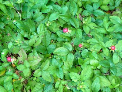 Fraise de Duchesne ou fraise d'Lo, Duchesna indica, Rosacé… 