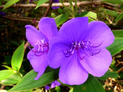 Lisandra, Tibouchine urvilleana, Melastomacées 