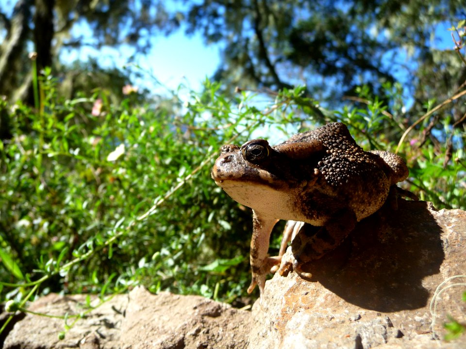 Un crapaud peu farouche, Buffo gutturalis 