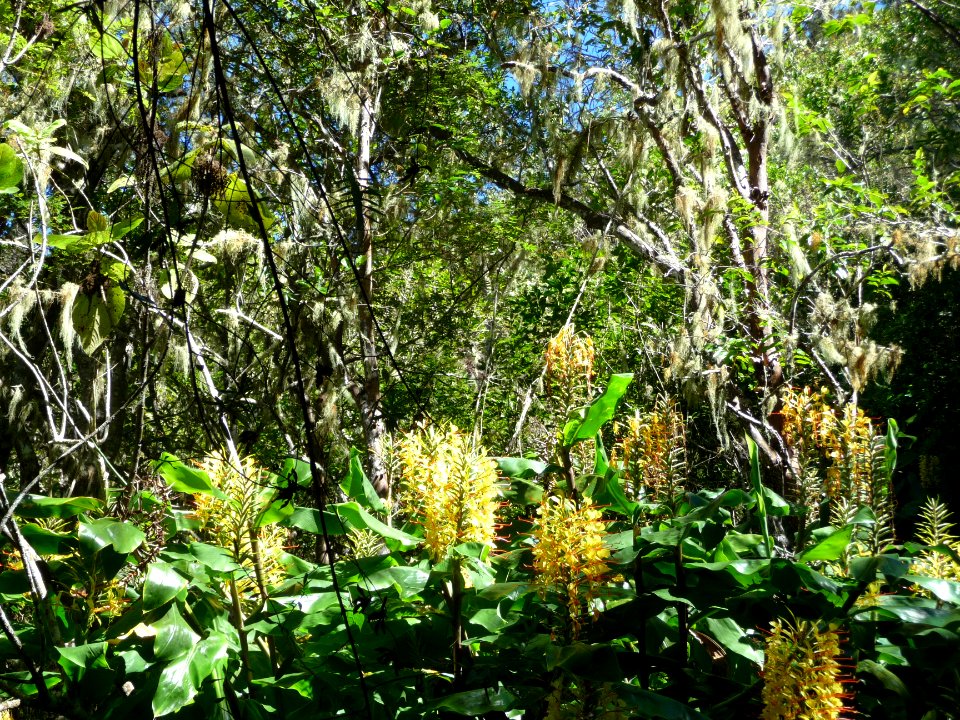 Longoses jaunes, Hedychium gardnerianum, Zingiberacées 
