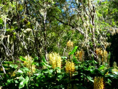 Longoses jaunes, Hedychium gardnerianum, Zingiberacées 