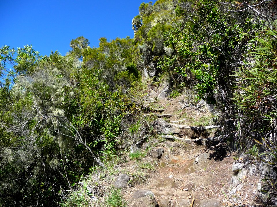 Sentier qui grimpe dans les branles 