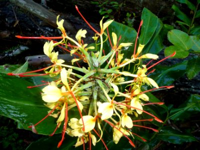 Longose jaune, Hedychium flavescens, Zingiberacées 