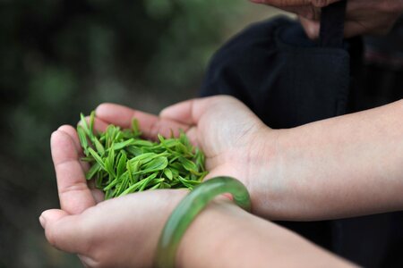 Tea hand Free photos photo