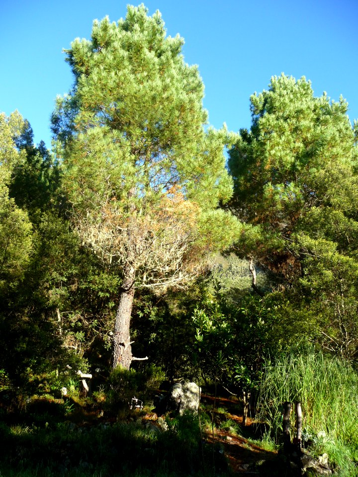 Des pins à l'assaut du ciel tout bleu 