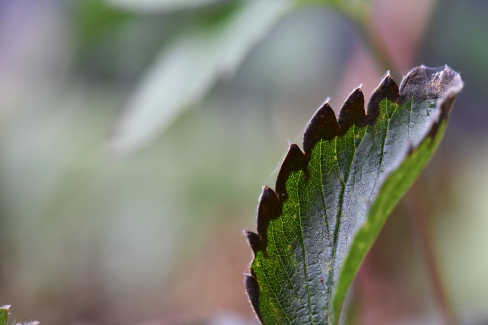 Strawberry disease leaf blight