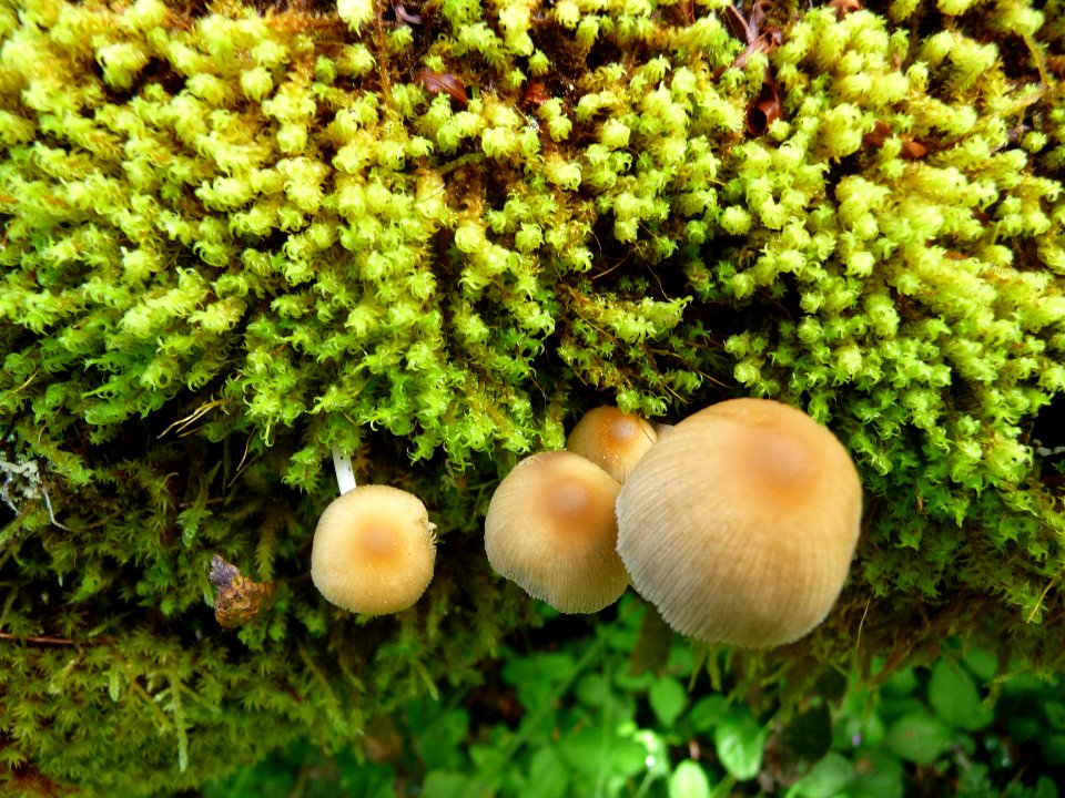 Sphaignes et champignons 