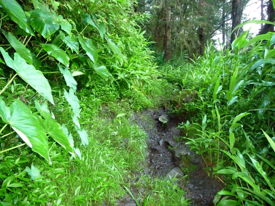 Le sentier est boueux et glissant, bordé de Feuilles de so… 