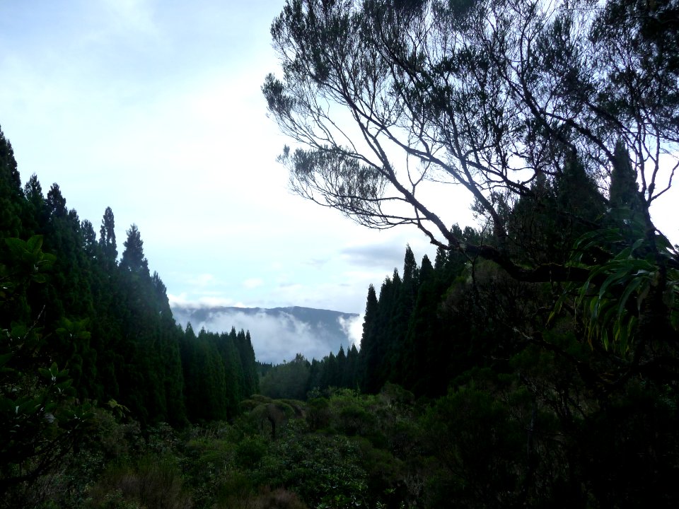 Forêt de Terre Plate, trouée et vue vers le bas 