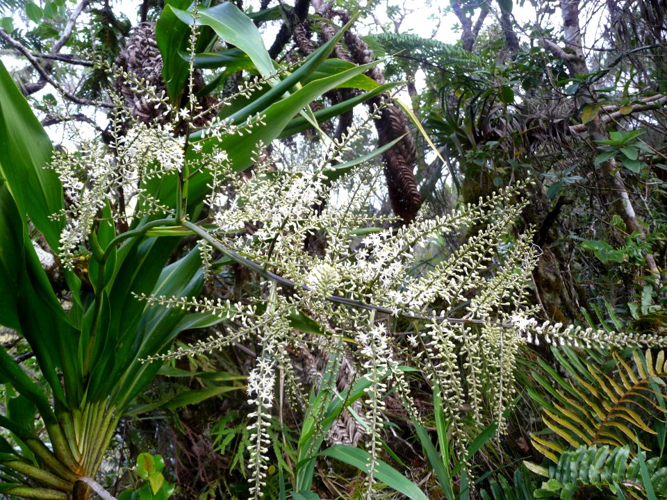 Canne marronne en fleurs, Cordyline mauritania, Liliacées 