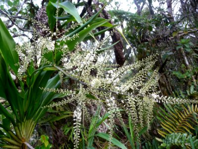 Canne marronne en fleurs, Cordyline mauritania, Liliacées 