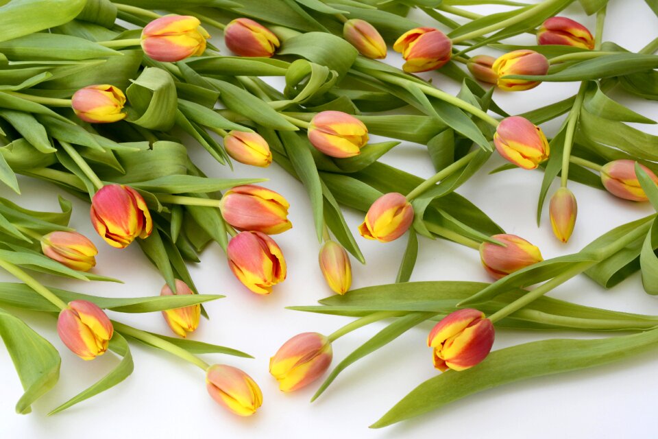 Flowers nature spring awakening
